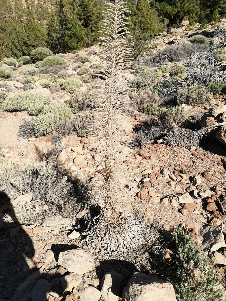 Echium Wildpretii