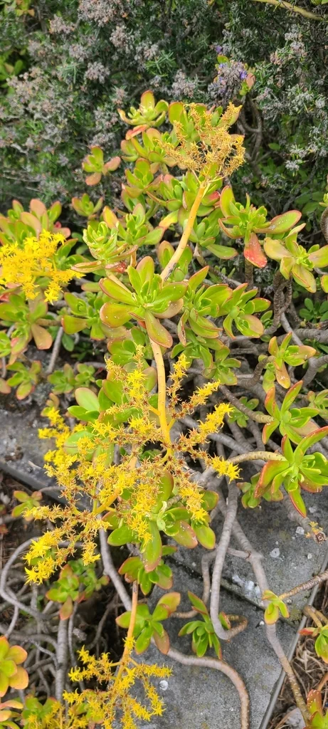 Sedum Praealtum