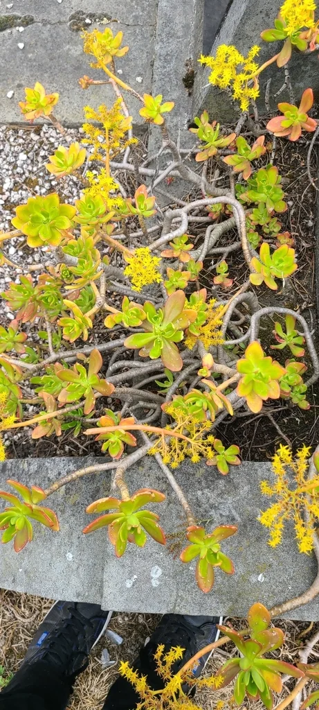 Sedum Praealtum