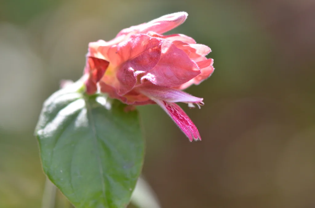 Justicia Brandegeeana