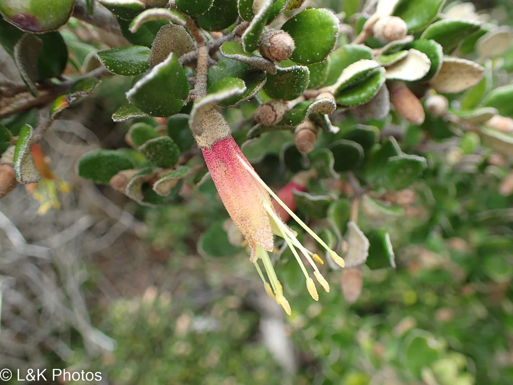 Correa Backhouseana