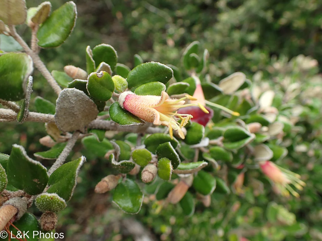 Correa Backhouseana