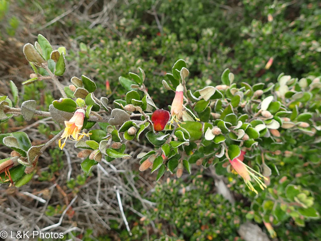 Correa Backhouseana