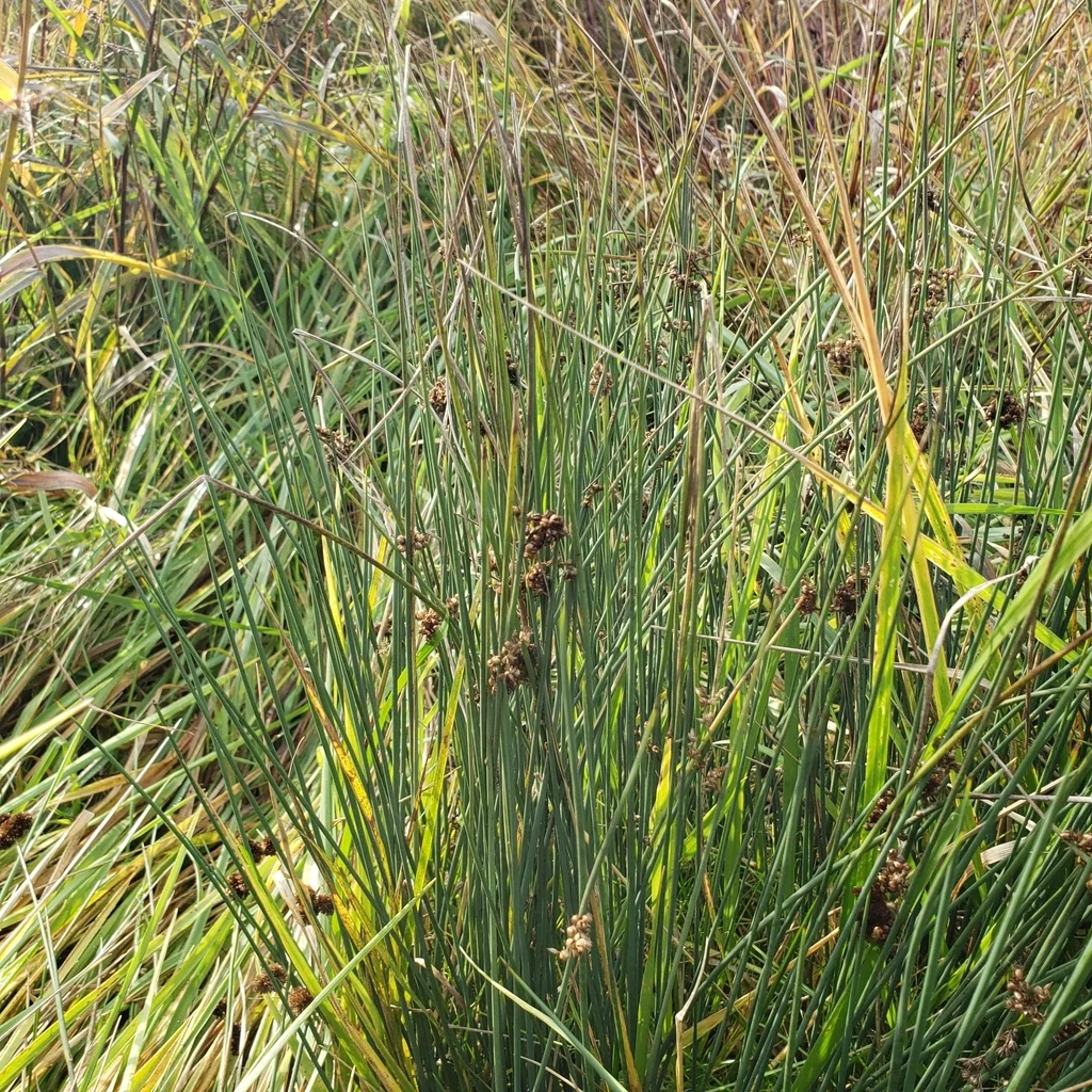 Juncus Patens