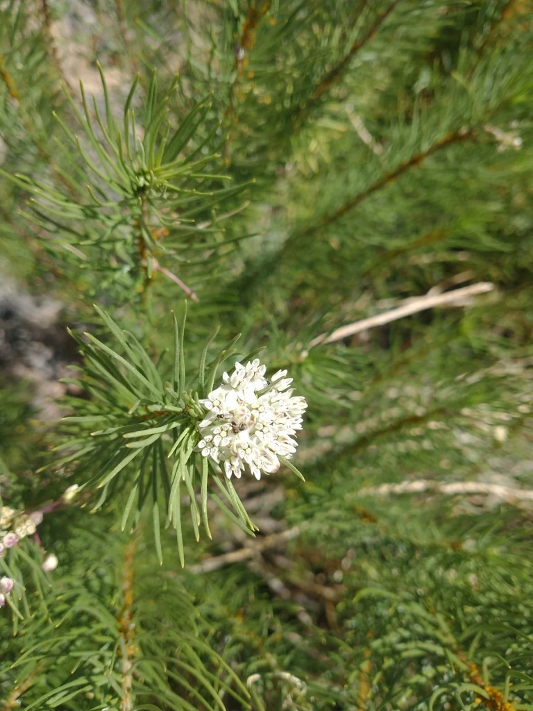 Asclepias Linaria