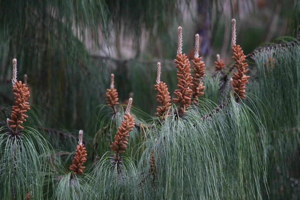 Pinus Patula