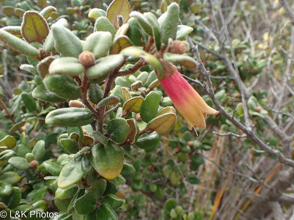 Correa Backhouseana