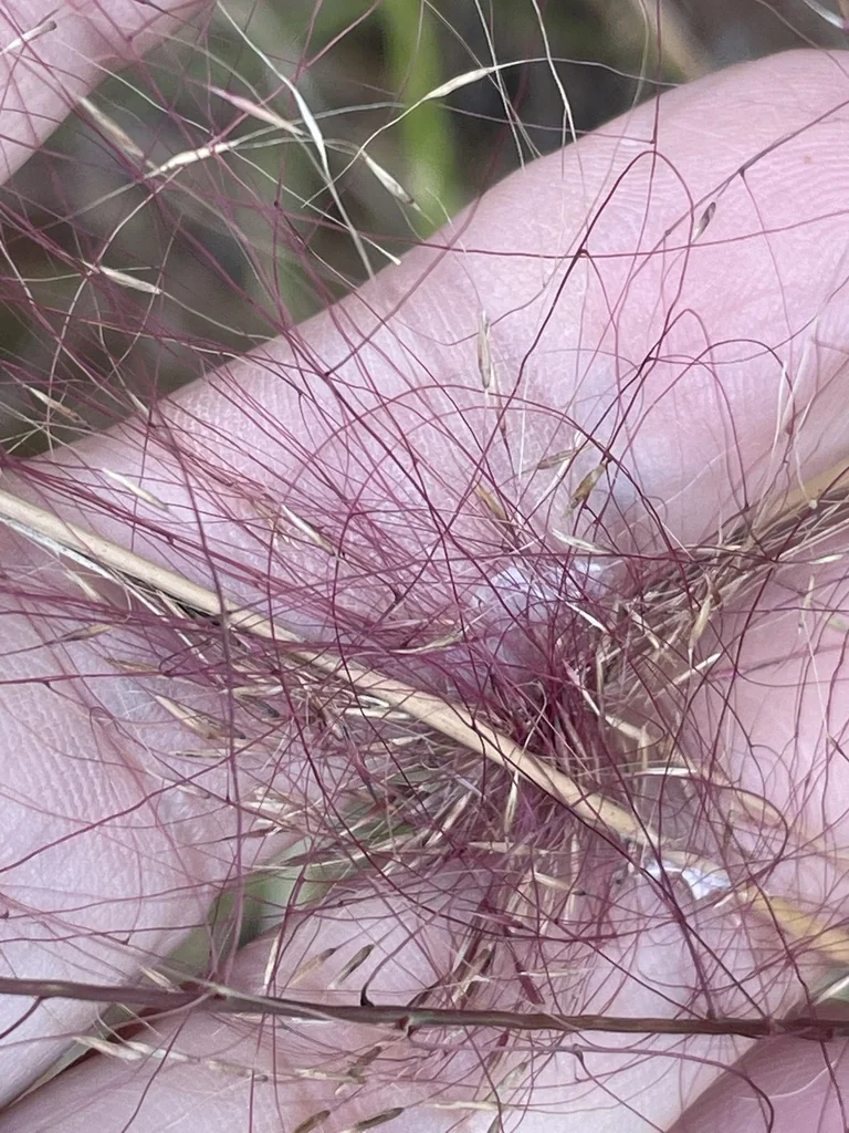 Muhlenbergia capillaris