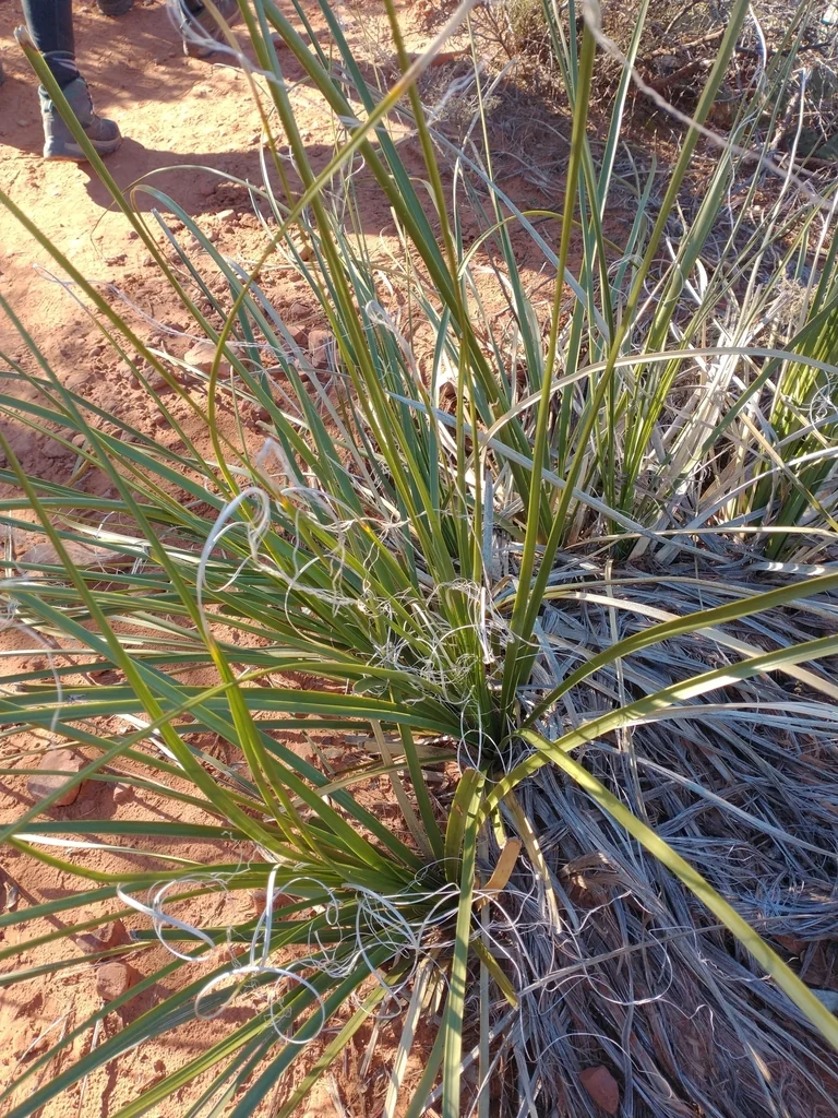 Nolina microcarpa