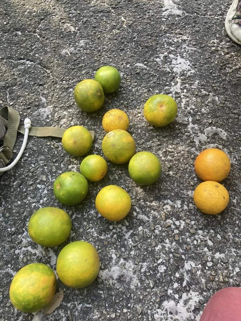 Citrus Aurantium