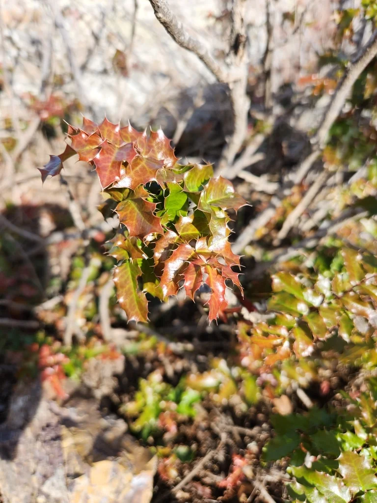 Berberis Pinnata