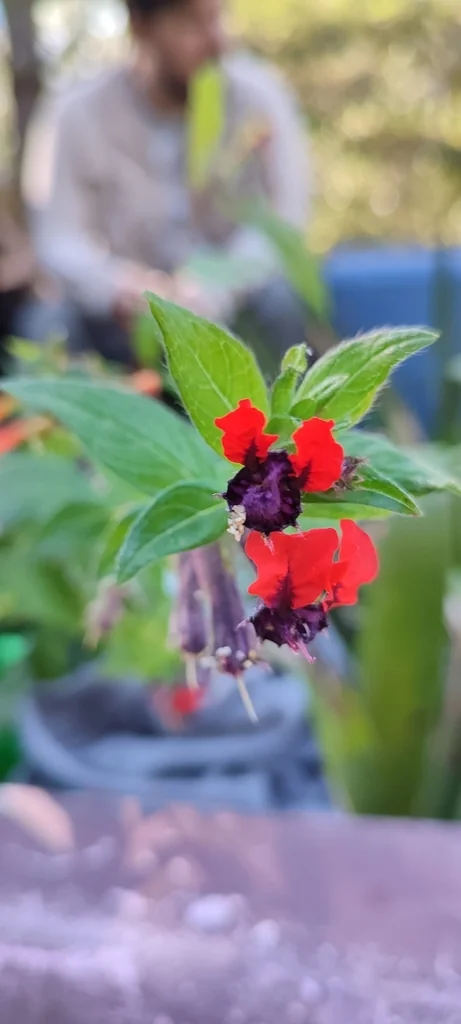 Cuphea Llavea