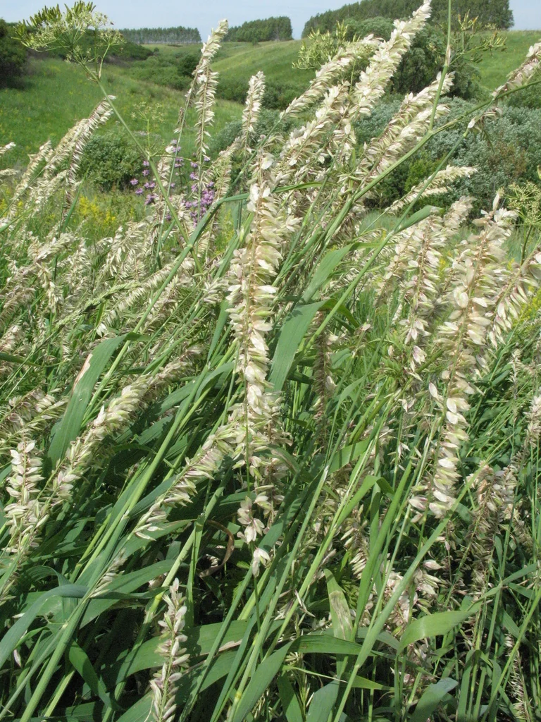 Melica Altissima