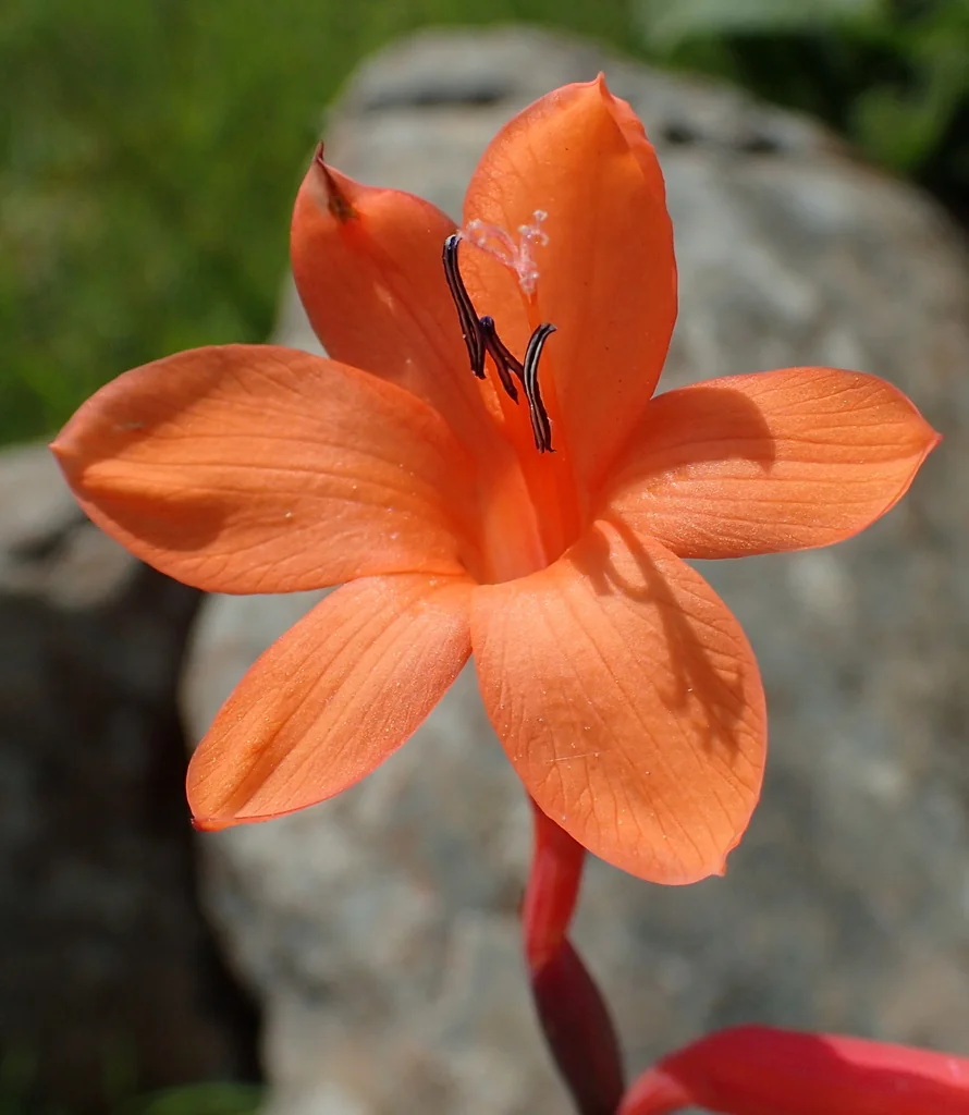 Watsonia Pillansii