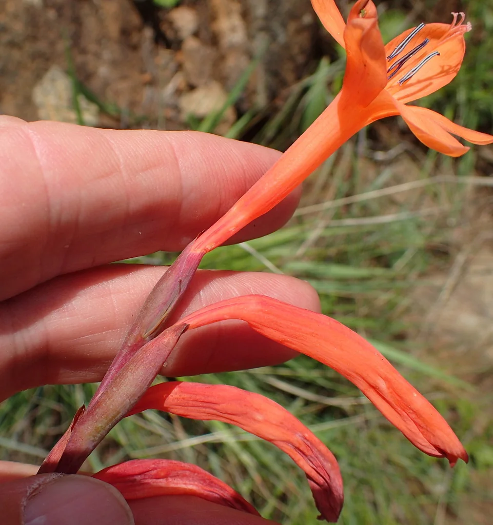 Watsonia Pillansii