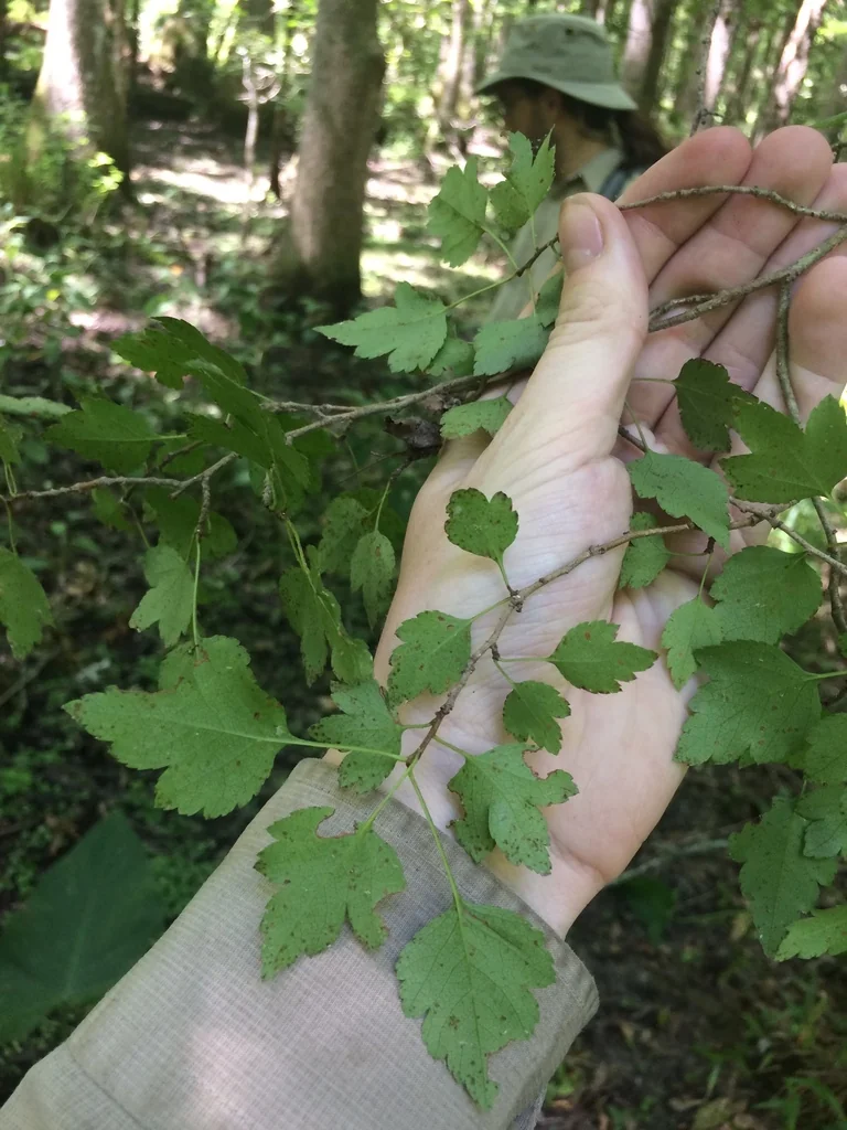 Crataegus Phaenopyrum