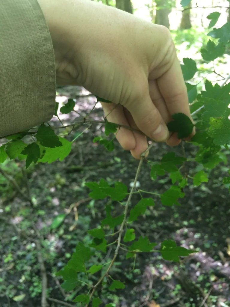 Crataegus Phaenopyrum