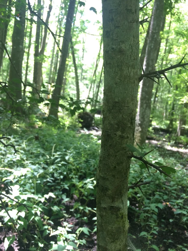 Crataegus Phaenopyrum