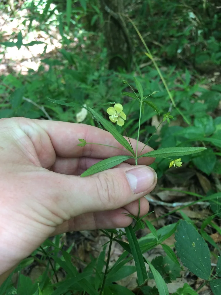 Lysimachia Lanceolata