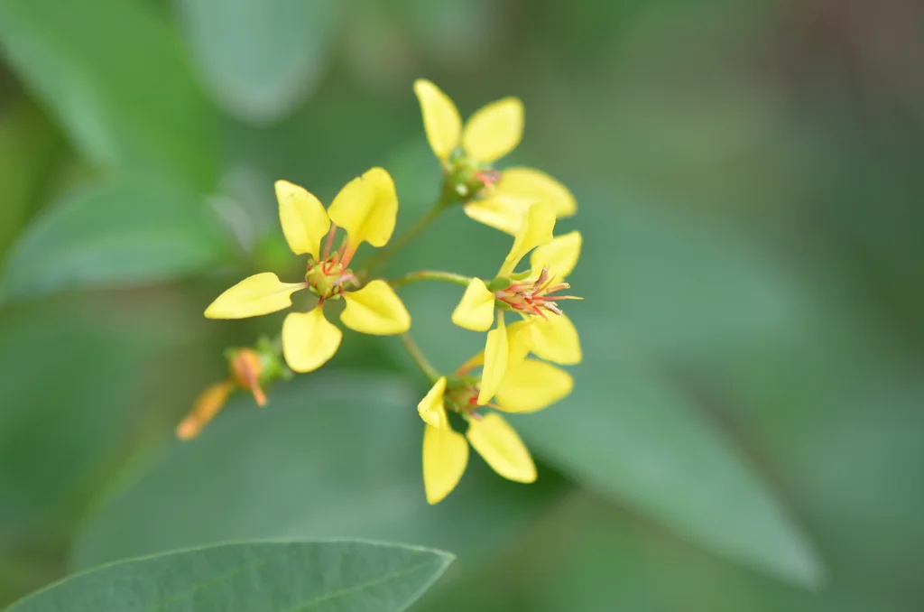 Galphimia Gracilis