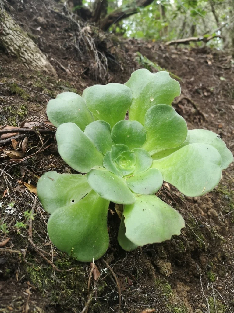 Aeonium Canariense