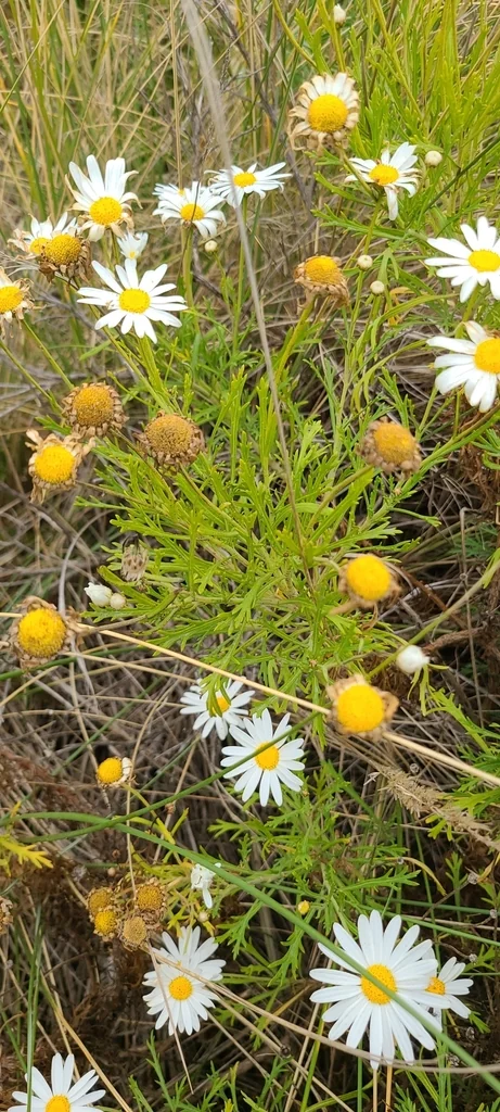 Argyranthemum frutescens
