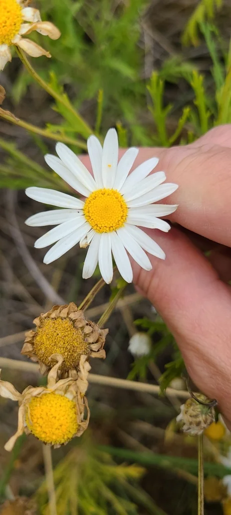 Argyranthemum frutescens