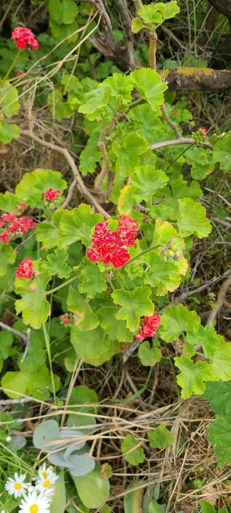Pelargonium hortorum