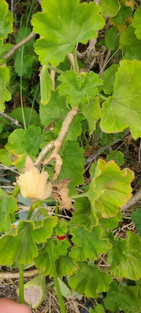 Pelargonium hortorum