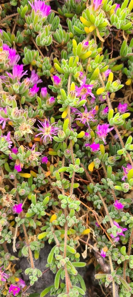 Drosanthemum Floribundum