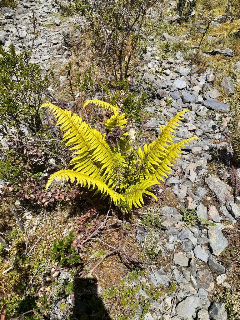 Dryopteris wallichiana