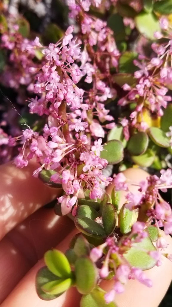 Portulacaria Afra