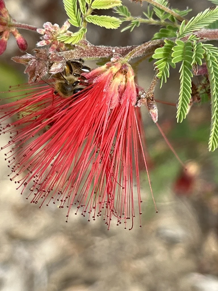 Calliandra Californica
