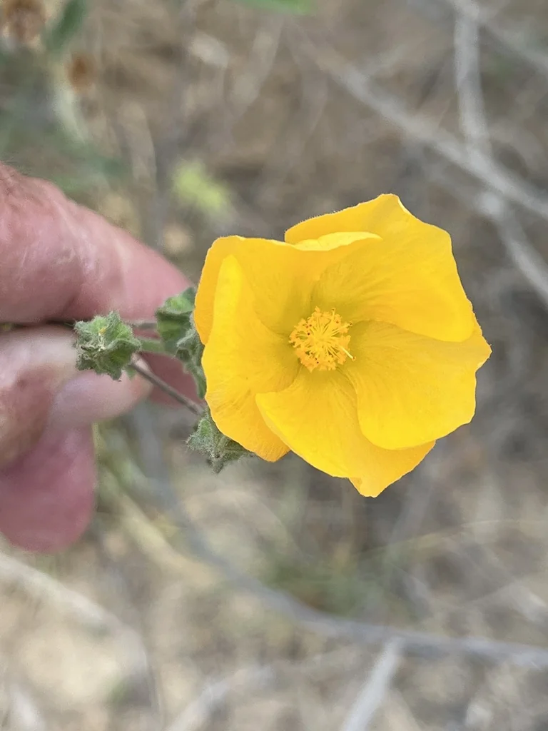 Abutilon Palmeri