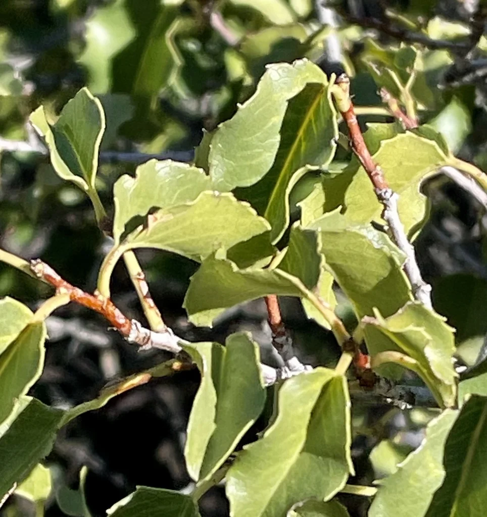 Prunus Ilicifolia Ssp. Ilicifolia