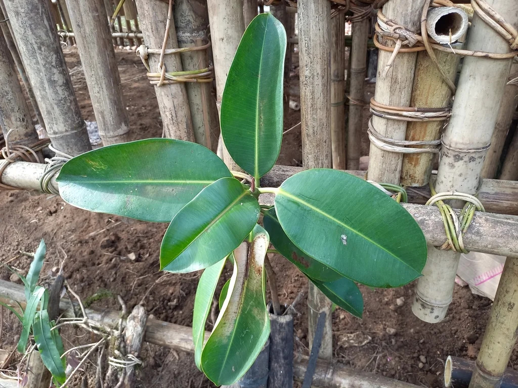 Ficus elastica