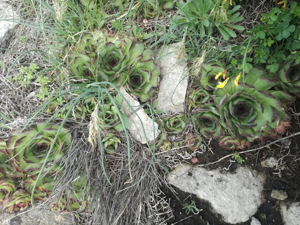 Sempervivum Tectorum