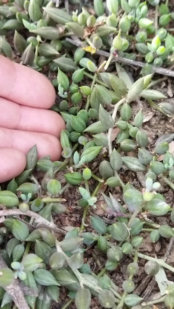Senecio Radicans