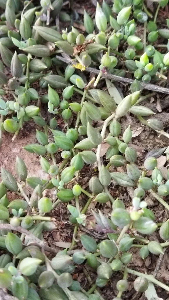 Senecio Radicans