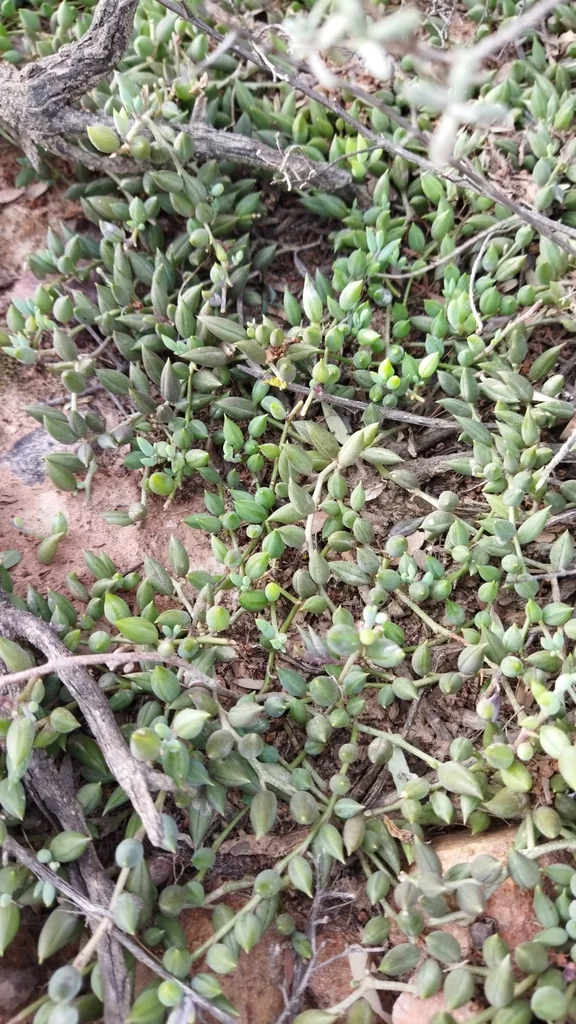 Senecio Radicans