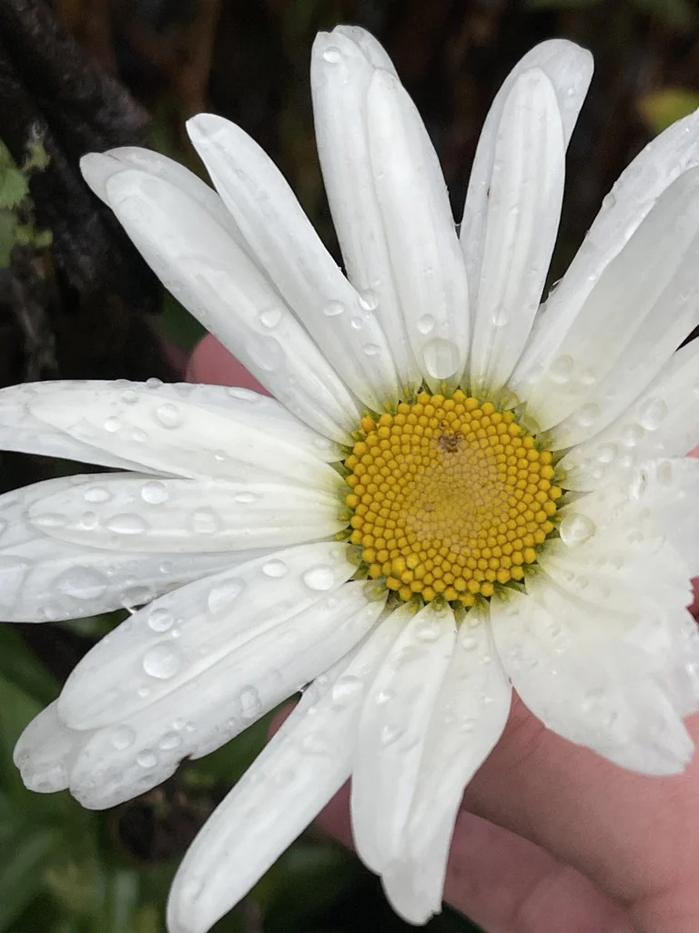 Leucanthemum superbum