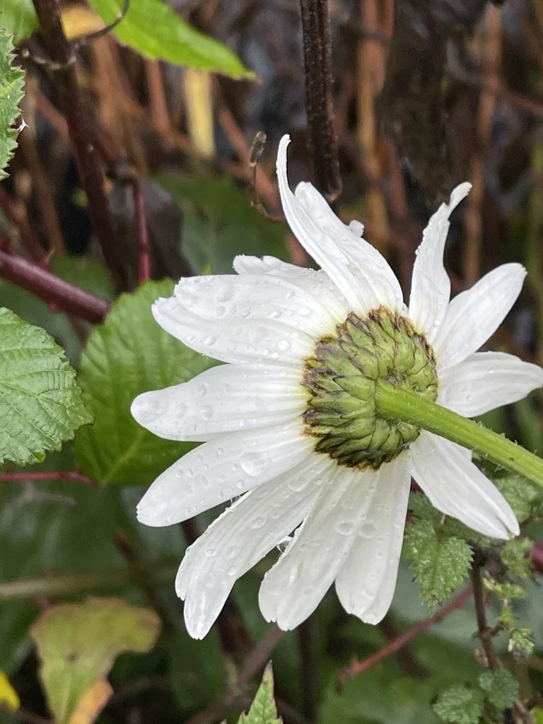 Leucanthemum superbum