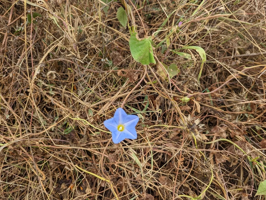 Ipomoea Tricolor