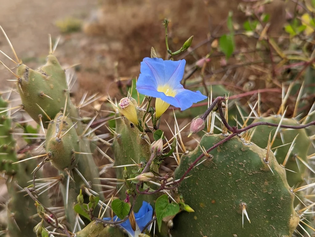 Ipomoea Tricolor