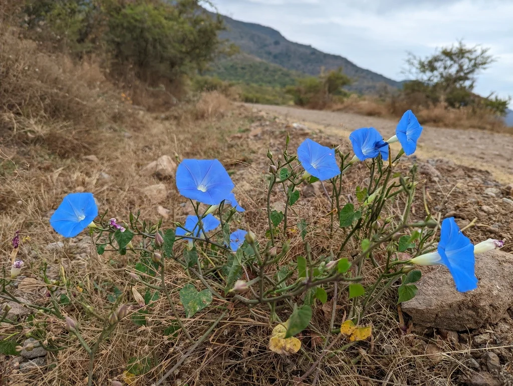 Ipomoea Tricolor