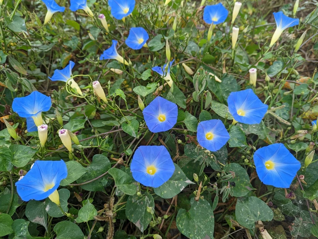 Ipomoea Tricolor