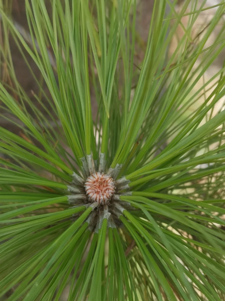 Pinus Canariensis