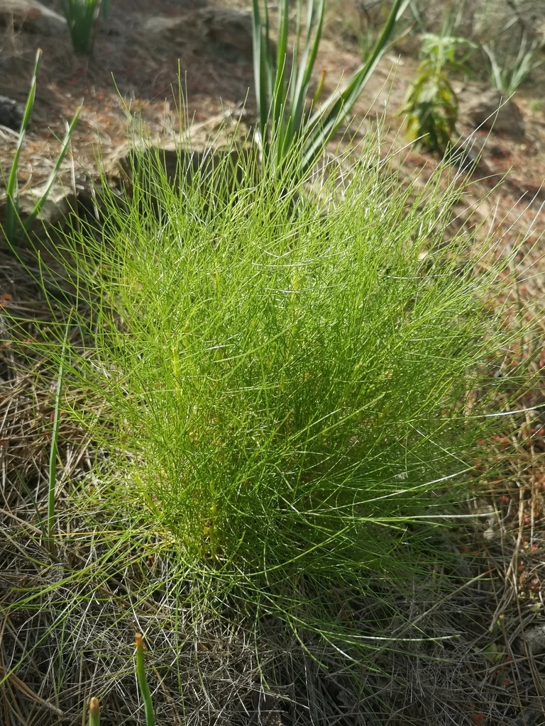 Pinus Canariensis