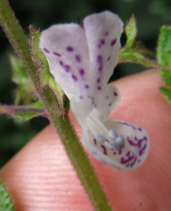 Plectranthus ciliatus