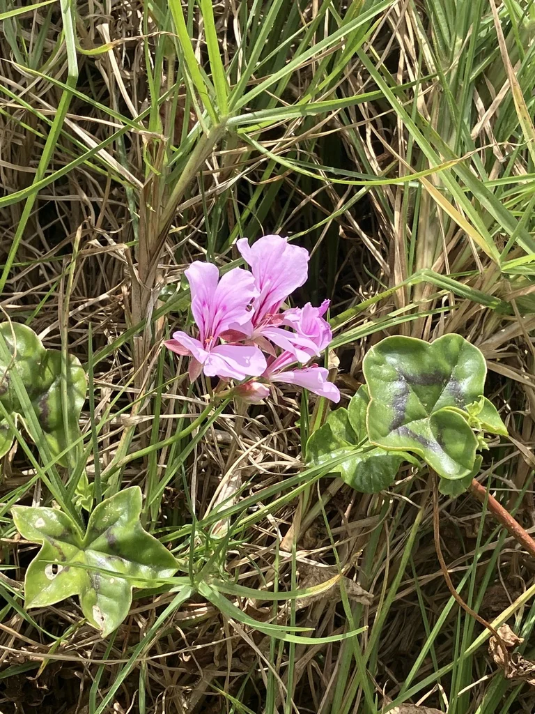 Pelargonium hortorum